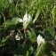  Claire Felloni - Trifolium subterraneum subsp. subterraneum