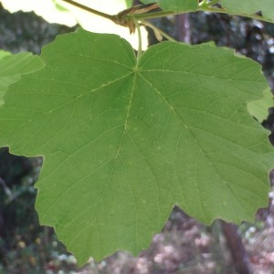 Photographie n°72710 du taxon Acer opalus Mill. [1768]