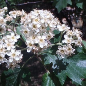 Photographie n°72714 du taxon Sorbus torminalis (L.) Crantz [1763]