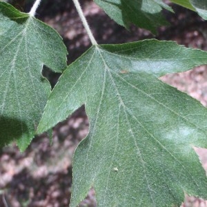 Photographie n°72715 du taxon Sorbus torminalis (L.) Crantz [1763]