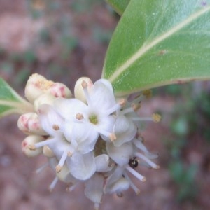 Photographie n°72718 du taxon Ilex aquifolium L. [1753]