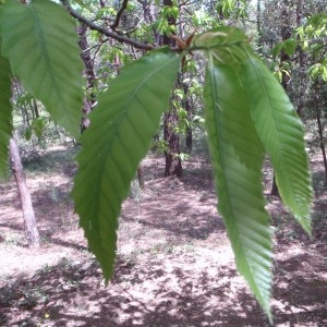 Photographie n°72737 du taxon Castanea sativa Mill. [1768]