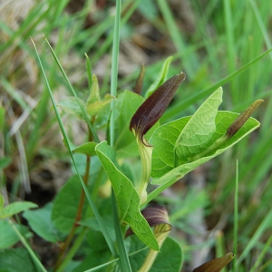 Photographie n°72746 du taxon Aristolochia rotunda L. [1753]