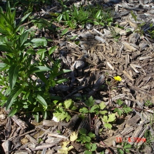 Photographie n°72751 du taxon Ranunculus repens L. [1753]