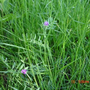 Photographie n°72753 du taxon Vicia sativa L. [1753]