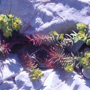 Photographie n°72756 du taxon Euphorbia linifolia L. [1759]