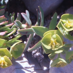 Photographie n°72757 du taxon Euphorbia linifolia L. [1759]