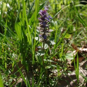 Photographie n°72763 du taxon Ajuga reptans L. [1753]