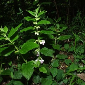 Photographie n°72765 du taxon Melittis melissophyllum L.