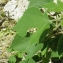  Liliane Roubaudi - Broussonetia papyrifera (L.) Vent. [1799]