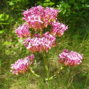 Photographie n°72776 du taxon Centranthus ruber (L.) DC. [1805]