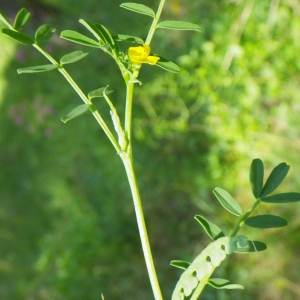 Photographie n°72781 du taxon Hippocrepis biflora Spreng. [1815]