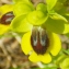  Liliane Roubaudi - Ophrys lutea Cav. [1793]