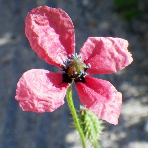 Photographie n°72790 du taxon Papaver hybridum L. [1753]