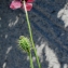  Liliane Roubaudi - Papaver hybridum L. [1753]