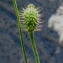  Liliane Roubaudi - Papaver hybridum L. [1753]