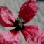  Liliane Roubaudi - Papaver hybridum L. [1753]