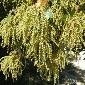 Photographie n°72798 du taxon Quercus ilex L. [1753]