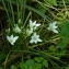  Rémy GENTNER - Ornithogalum umbellatum L. [1753]