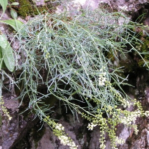 Photographie n°72816 du taxon Reseda glauca L. [1753]