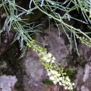 Photographie n°72817 du taxon Reseda glauca L. [1753]