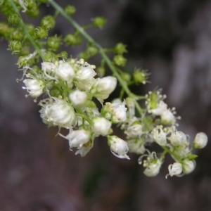 Reseda glauca L. (Réséda glauque)