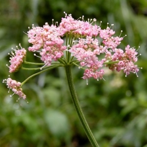 Pimpinella major (L.) Huds. var. major (Grand Boucage)