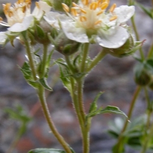 Photographie n°72826 du taxon Potentilla alchemilloides Lapeyr. [1782]