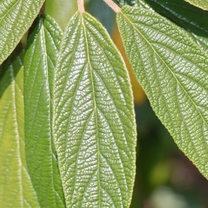 Photographie n°72830 du taxon Viburnum rhytidophyllum Hemsl. [1888]