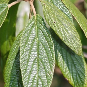 Photographie n°72832 du taxon Viburnum rhytidophyllum Hemsl. [1888]