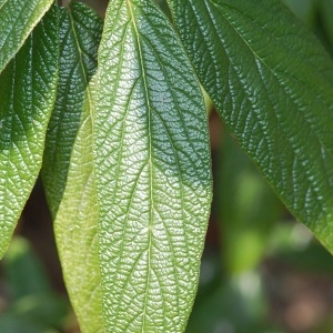 Photographie n°72834 du taxon Viburnum rhytidophyllum Hemsl. [1888]