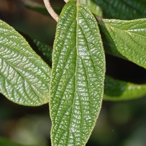 Photographie n°72835 du taxon Viburnum rhytidophyllum Hemsl. [1888]