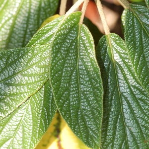 Photographie n°72838 du taxon Viburnum rhytidophyllum Hemsl. [1888]