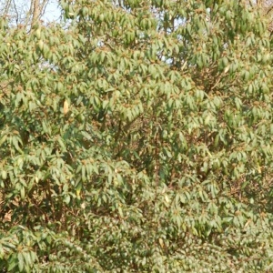Photographie n°72839 du taxon Viburnum rhytidophyllum Hemsl. [1888]