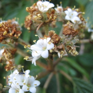 Photographie n°72842 du taxon Viburnum rhytidophyllum Hemsl. [1888]
