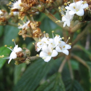 Photographie n°72843 du taxon Viburnum rhytidophyllum Hemsl. [1888]