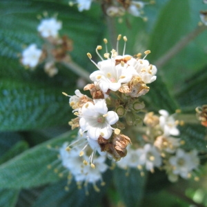 Photographie n°72844 du taxon Viburnum rhytidophyllum Hemsl. [1888]