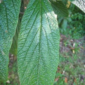 Photographie n°72847 du taxon Viburnum rhytidophyllum Hemsl. [1888]