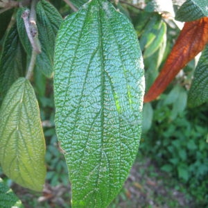 Photographie n°72848 du taxon Viburnum rhytidophyllum Hemsl. [1888]
