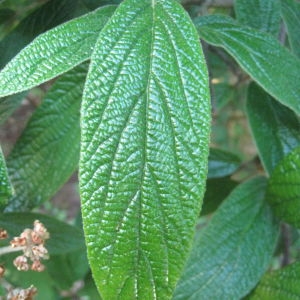 Photographie n°72849 du taxon Viburnum rhytidophyllum Hemsl. [1888]
