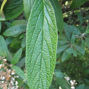 Photographie n°72850 du taxon Viburnum rhytidophyllum Hemsl. [1888]