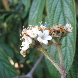 Photographie n°72852 du taxon Viburnum rhytidophyllum Hemsl. [1888]