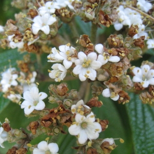 Photographie n°72853 du taxon Viburnum rhytidophyllum Hemsl. [1888]