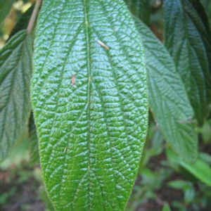 Photographie n°72854 du taxon Viburnum rhytidophyllum Hemsl. [1888]