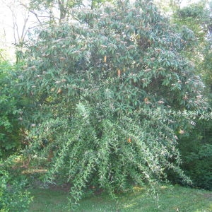 Photographie n°72857 du taxon Viburnum rhytidophyllum Hemsl. [1888]