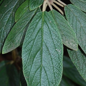 Photographie n°72859 du taxon Viburnum rhytidophyllum Hemsl. [1888]