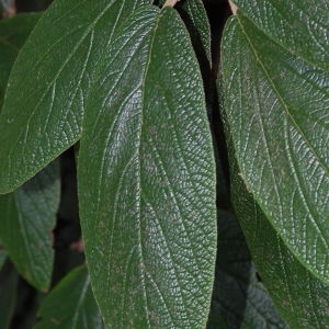 Photographie n°72861 du taxon Viburnum rhytidophyllum Hemsl. [1888]