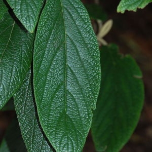 Photographie n°72862 du taxon Viburnum rhytidophyllum Hemsl. [1888]