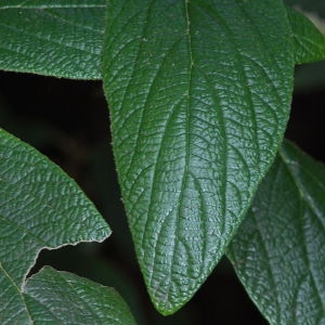 Photographie n°72863 du taxon Viburnum rhytidophyllum Hemsl. [1888]