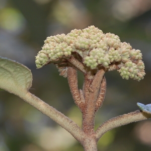 Photographie n°72864 du taxon Viburnum rhytidophyllum Hemsl. [1888]